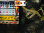 देहात थाना पुलिस की कार्रवाई बूचड़खाने ले जाए जा रहे पशुओं से भरी बोलेरो पकड़ी,गाड़ी जब्त 2 आरोपियों के खिलाफ केस दर्ज