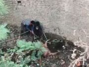 बाबड़ी मे गिरा सांड,डेढ़ घंटे की मसकत के बाद किया गया रेस्क्यू