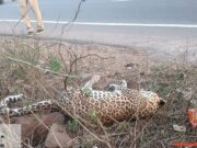 अज्ञात वाहन की टक्कर से तेंदुए की मौत, फॉरेस्ट विभाग ने किया शव जप्त