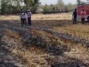 गेहूं की फसल जलकर राख:बिजली का तार टूटने से लगी आग; किसान को चार