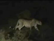 खरेह गॉव में तेन्दुए की आमद, ग्रामीणों में भय का माहौल,बिजली कर्मचारी ने कैमरे में किया कैद