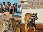 शिवपुरी के लिए नई सौगात मुख्यमंत्री डॉ मोहन यादव और केंद्रीय मंत्री ज्योतिरादित्य सिंधिया ने पन्ना से लाई बघिन क़ो माधव टाइगर रिज़र्व में छोड़ा
