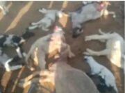 बिजरौनी गांव में जंगली जानवर ने बनाया भेड़ो क़ो अपना शिकार, 10 की मौत 6 लापता 4 गंभीर घायल