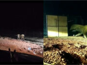 माधव टाइगर रिजर्व में छोड़ा गया नया बाघ, संख्या बढ़कर सात हुई