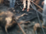 कुटवारा गांव में झोपड़ी में भीषण आग, एक गाय की मौत और हजारों का नुकसान; बुजुर्ग महिला सुरक्षित