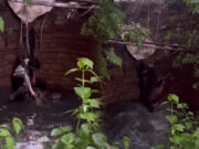 पशु रक्षक संघ ने शिवपुरी के बड़ोदी में कुएं से नंदी बैल को सुरक्षित निकाला, स्थानीय लोगों ने सराहा कार्य