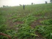 किसान की मक्का की फसल काटकर भागे बदमाश, पुलिस जांच में जुटी